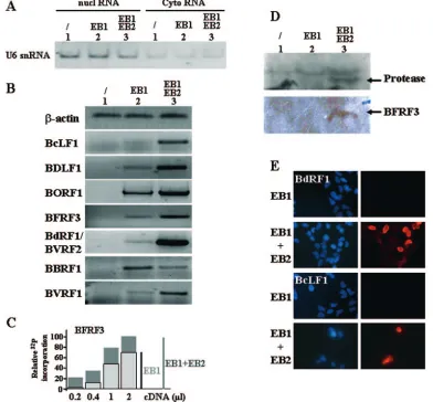 TABLE 2. EBV genes and their encoded proteins involved in thecapsid structure