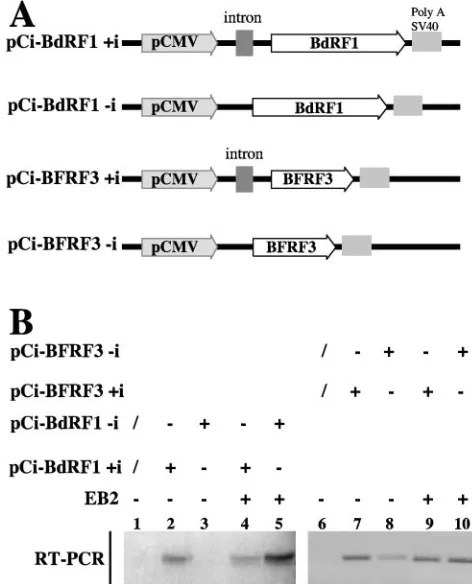 FIG. 6. The EB2-dependent cytoplasmic accumulation of intron-less EBV mRNAs can be reproduced in a transient expression assay