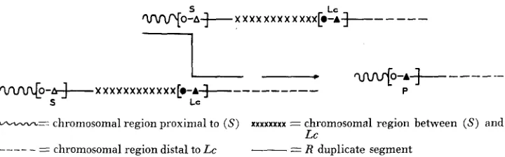 FIGURE 1.-Origin by recombination generates duplicate segment designate a cis-acting unit determinants of tissue specificity in binationally separable