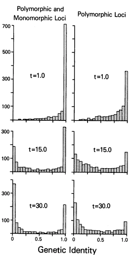 FIGURE 4.-Histogram for genetic identities based on 200 replicates with B = 1.1. 