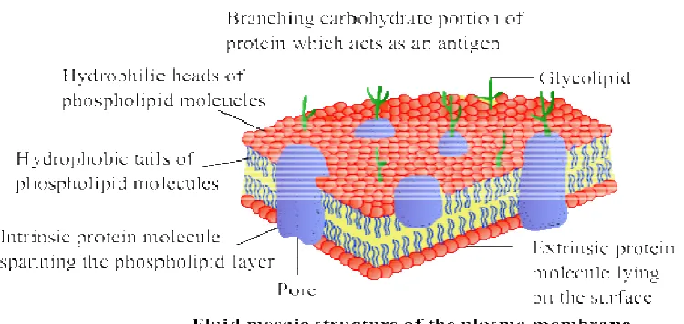 Fig 1. Cell membrane and phospholipid bilayer Fig 1. Cell membrane and phospholipid bilayer