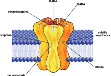 Fig 4. Pentameric structure of GABA receptor 