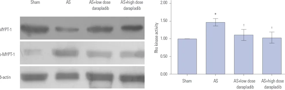 Fig. 2. Western blot analysis of MYPT-1 phosphorylation in rat hearts of different groups (sham, AS, AS+low-dose darapladib, AS+high-dose darapladib)
