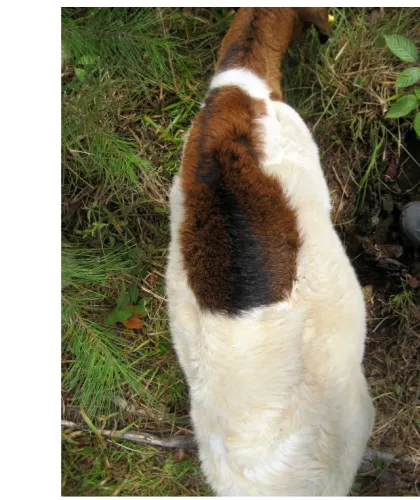 Figure 5: Goats from each treatment, post-rotation. 