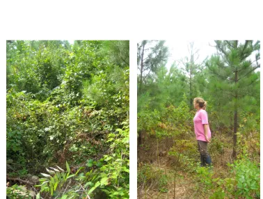 Figure 8: Before and after goats. Herbicide Treatment, Plot 2 