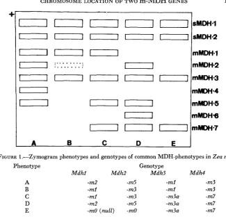 FIGURE 1 .-Zymogram 