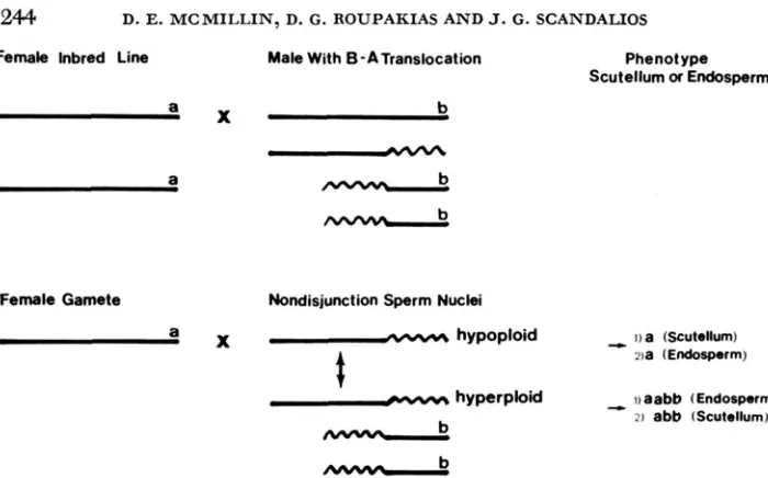 FIGURE 3.-Phenotypes observed among progeny of trisomic crosses shown in Table 2. 