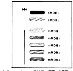 FIGURE 4.-Zymogram phenotype of T16A32b-4. MDHS and MDHS are darker than pheno- type A of Figure 