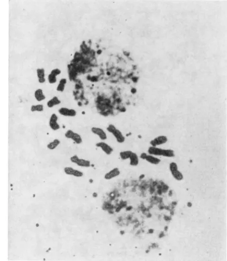 FIGURE 5.-Root tip spread of trisomic progeny from TreA32b-4 selfed. 