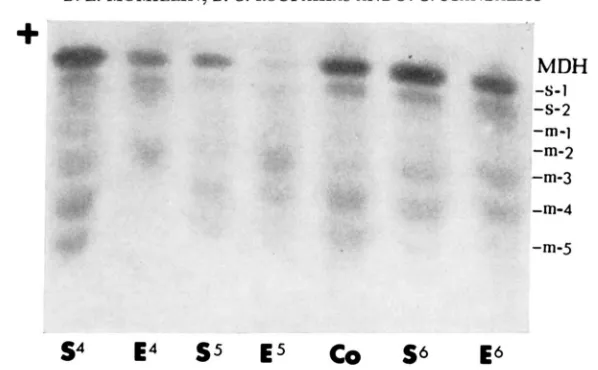 FIGURE + phenotypes of plants S = 6.-Zymogram 4, 5, and 6 from the cross SDiO x TbGLc