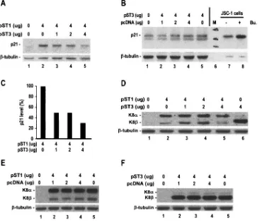 FIG. 6. KSHV K8�transfected with a K8 expression vector, pST1, which predominantly expresses K8indicated (A)