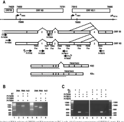 FIG. 1. Analysis of RNA splicing of ORF50 and K8 transcripts in JSC-1 cells. (A) Genomic organization of ORF50 (3� part), K8, and K8.1 andthe primary structure of the partial ORF50 and K8 RNAs