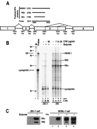 FIG. 2. Detection of nonsense-mediated RNA decay of KSHV K8 �3 mM butyrate treatment for 24 h (left panel) and BCBL-1 cells (1for expression of K8probe (331 nt) and the protected RPA products (nucleotides in parentheses) that are predicted