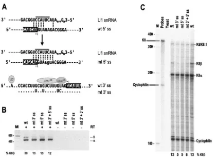 FIG. 3. Optimization of K8 intron 2 splice sites promotes splicing of K8 pre-mRNA. (A) Suboptimal features of the 5 ss of K8 intronindicates the last nucleotide of exon 2 immediately upstream of the 52 are depicted with the locations of the U2 snRNA–branch