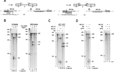 FIG. 4. Optimization of K8 intron 2 splice sites promotes recognition of K8 intron 2 by the RNA splicing machinery