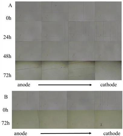Figure 3.  (A) Growth in anode and cathode of Escherichia coli versus time (h) in LB liquid medium under 0.2 V/cm direct-current electric field, (B) Growth in anode and cathode of Escherichia coli versus time (h) in LB liquid medium without a direct-current electric field 
