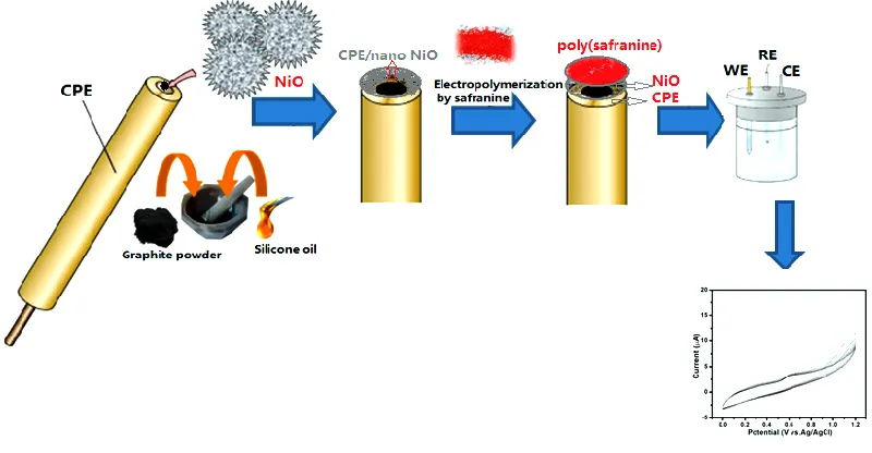 Figure 2. Schematic representation for the electropolymerization of safranine on the surface of NiO modified CPE