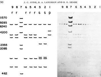 FIGURE 4.-Photograph patterns ber digests of mtDNA samples, bands with molecular weights lower than 1000 base pairs that are present in number and Polaroid Type 55 negative (MURRAY and diagram of a DAPI-stained 1.1 % agarose gel containing BsfEII P