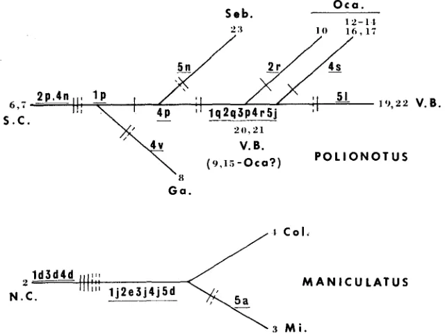 FIGURE 5.-Phylogenies types produced by digestion with four to five different restriction endonucleases