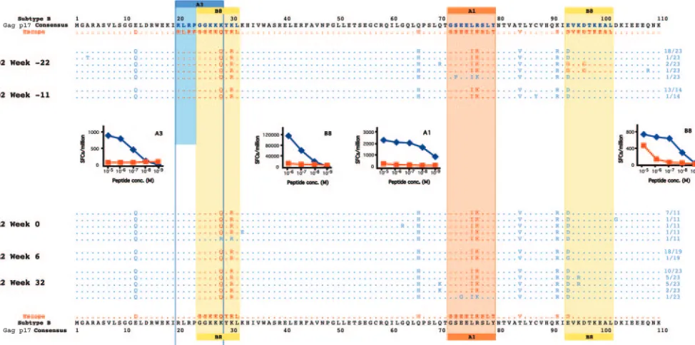 FIG. 5. Transmission of multiepitope escape virus to a patient with shared HLA type in donor-recipient pair 2