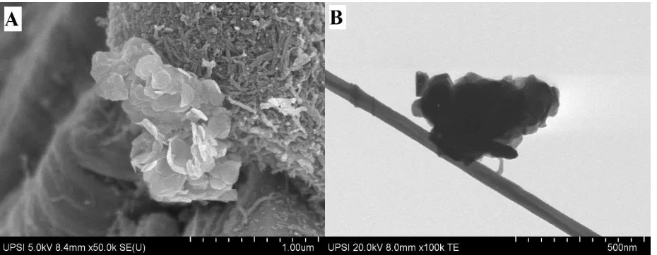 Figure 1.  (A) SEM image of Zn/Al-LDH-QM and (B) TEM image of Zn/Al-LDH-QM/MWCNT mixture