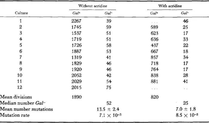 TABLE 5 The lack of effect of acridine on the production of Gal- by an unstable revertant 