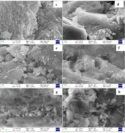 Figure 7. Microstructure of different sites in the cement at different times: (a) 10 days, interface transition zone; (b) 10 days, cement exterior; (c) 30 days interface transition zone; (d) 30 days, cement exterior; (e) 50 days, interface transition zone;