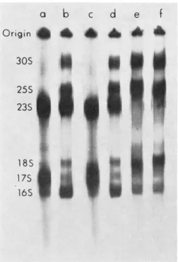 FIGURE 3.--Recombinants from rnc 3% (rnc) a cross m ~ x r n c .  The parental strains N3121 ( m e )  and Ne077 and some of their recombinants were labeled as described in Figure 1 and analyzed on a gel