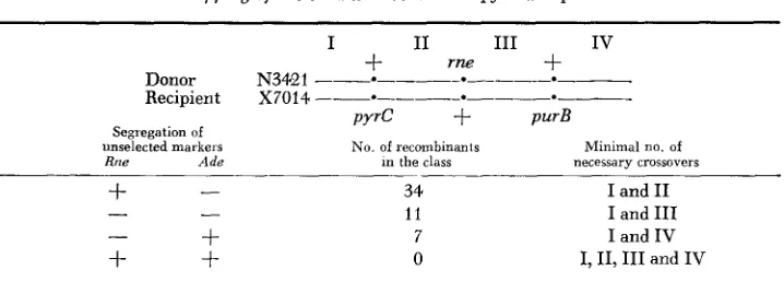 TABLE 2 Mapping of rne-3071 with relation to pyrC and purB 