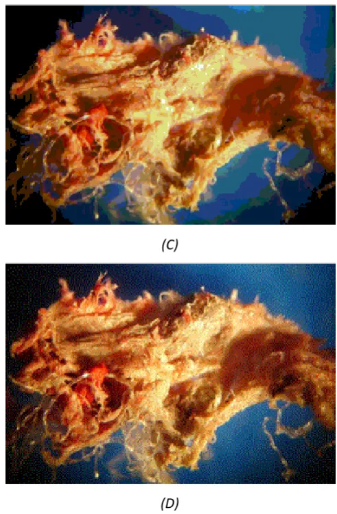 Figure 2.2 Differences in the output of image file formats (A) Original image, but also representative of lossless algorithms (B) JPEG Image (C) BMP Image (D) GIF Image