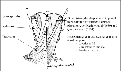 Figure 7: Small Area Reported to be Suitable for Electrode Placement for Semispinalis Capitis