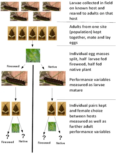 Figure 2: The experimental design to test for oviposition choice and adult performance