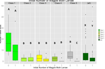 Figure 13: The number of flower buds at different maturity classes as influenced by the number of magpie moth larvae added per plant