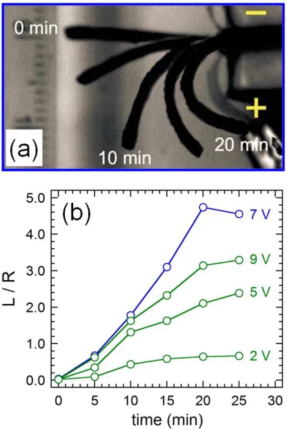 Figure 1.6. Subsequent, overlaid images of an IPMC (under 7 V applied voltage) fabricated from a midblock sulfonated pentablock copolymer, Nexar®, ion exchanged to contain Li+ and swollen in glycerol (a) and corresponding actuation rate data (where L/R is 