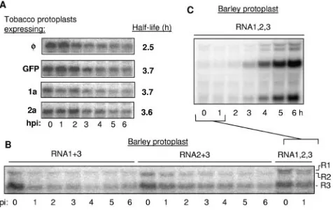 FIG. 9. BMV proteins and the stabilities of BMV RNAs. (A) Ef-fects of BMV replication proteins on transfected BMV RNA3