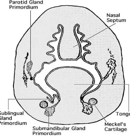 Figure 1: Development of salivary glands
