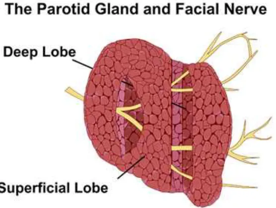 Figure 2: Parotid gland with facial nerve