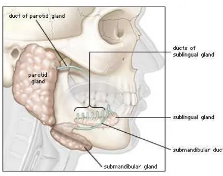 Figure 3: Macroscopic appearance of salivary glands