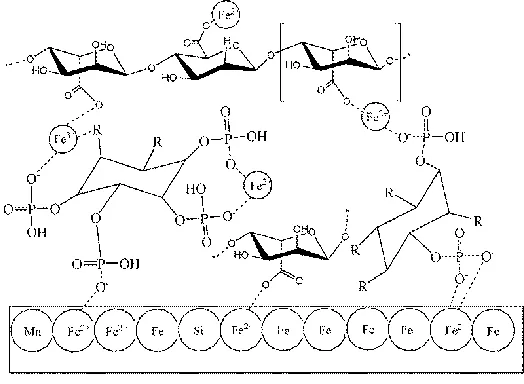 Figure 9.  Schematic of phytic acid and SA chelation with metal ions to form conversion coating 
