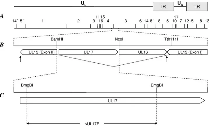 FIG. 1. Construction of PrV-�up at right), whereas the polyadenylation signal for the UL15 mRNA is located downstream of UL15 exon II (arrow pointing up at left)