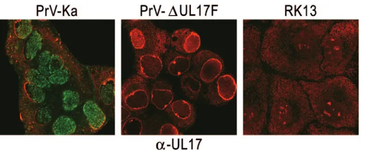 FIG. 2. Identiﬁcation of the PrV UL17 protein and characterization of PrV-�infected with PrV-Ka (PrV-Ka L) or PrV-sulfate–10% polyacrylamide gels and incubated with monospeciﬁc antisera against the UL17, gH, UL37, UL16, and UL49 proteins