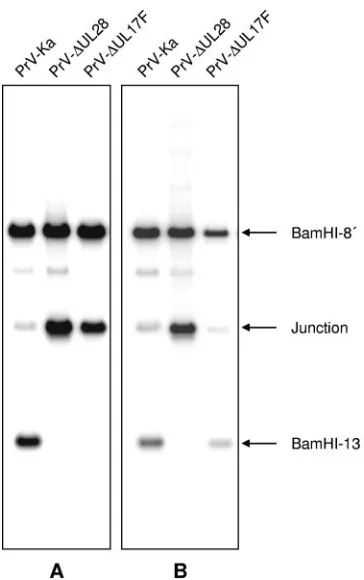 FIG. 7. Defect in cleavage of concatemeric viral DNA in the ab-sence of PrV UL17. RK13 (A) or RK13-UL17 (B) cells were infected