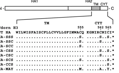 FIG. 1. Inﬂuenza virus Ud HA (H3) palmitoylation site mutants.The amino acid sequences of Ud HA in the region of the TM domain