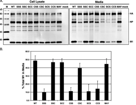 FIG. 6. Assembly and release of HA palmitoylation site mutant viruses. (A) MDCK cells were infected with wt or Ud7�at an MOI of 1, or mock infected, and incubated in DMEM with 10% FBS and soybean trypsin inhibitor for 20 h