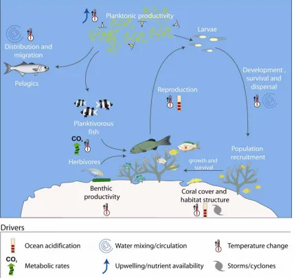 Figure 1. The impacts of climate change on populations and communities of tropical coastal changes in SST, currents and upwelling, storms, ocean pH), physiological and behavioural responses of fishes at different life history stages, energy transfer betwee