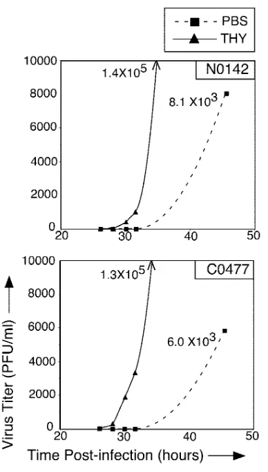 FIG. 6. Effect of S-phase following transfection of C6/36 cells witha DEN2 infectious clone