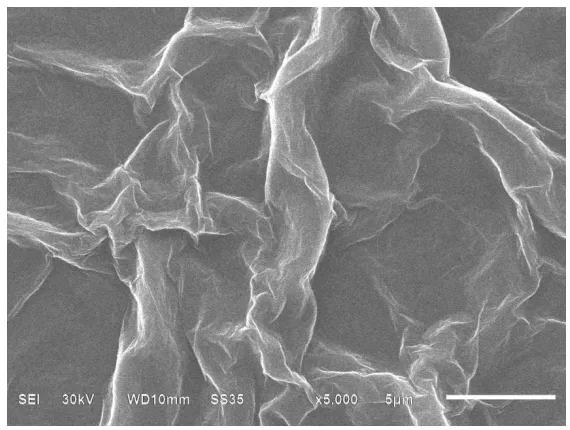 Figure 1. SEM image of ERGO 