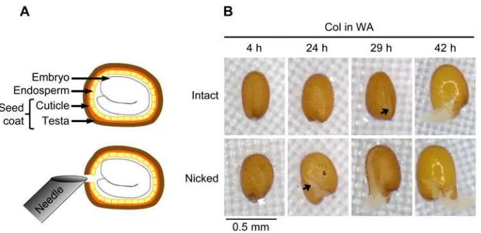 Fig. 1. Effect of nicking on the two-step germinationof Arabidopsis Col seeds. (A) Scheme of a matureArabidopsis seed showing the different tissues (ontop) and the nicking technique applied to a seedusing a 0.3 mm ø needle