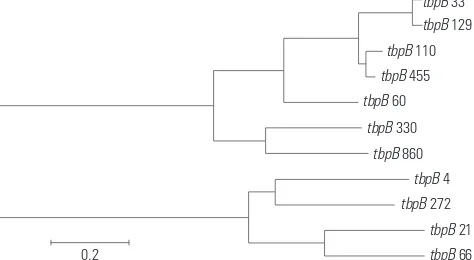 Fig. 3. Phylogenetic tree of the tbpB alleles harbored by various TRNG isolates obtained in Korea from 2004 to 2011 made by MEGA6 software using the Neighbor-Joining method