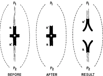 FIGURE 5.-Diagrams illustrating the experimental control of chromosome distribution. See text